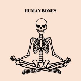 Human Bones, Unveiling the marvel of Human Bones